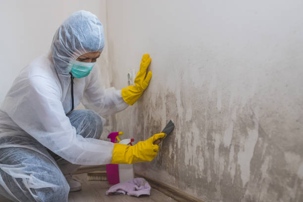 Mold Removal for HVAC Installations in Milton, GA