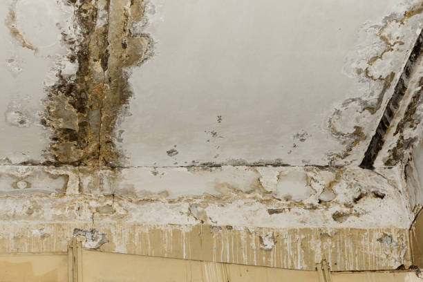 Best Industrial Mold Remediation  in Milton, GA
