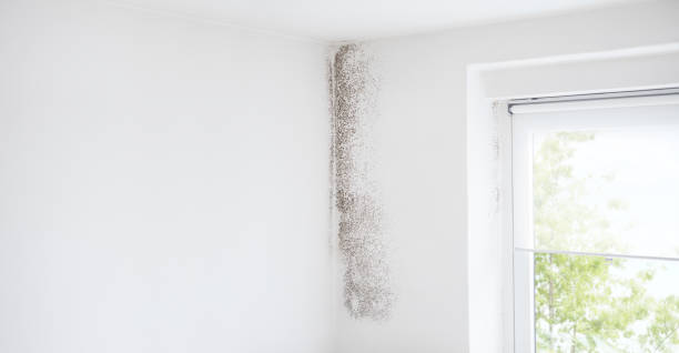 Best Water Damage & Mold Remediation  in Milton, GA