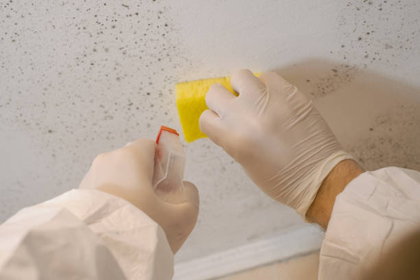 Best Commercial Mold Inspection  in Milton, GA