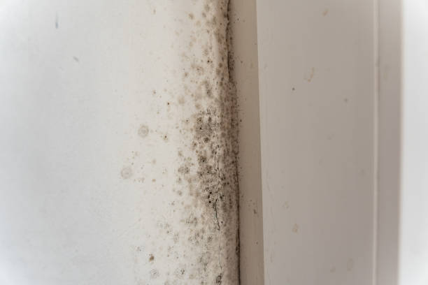 Best HVAC Mold Inspection and Cleaning  in Milton, GA