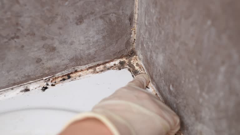 Best Post-Construction Mold Inspection  in Milton, GA